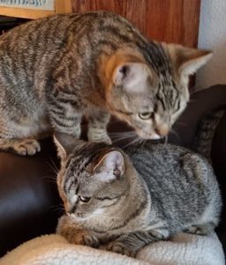 Loki & Katla – Lausanne (remplacement)