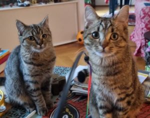 Loki & Katla – Lausanne (remplacement)