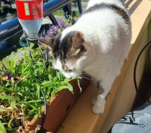 Roquette et Lady Blum – Prilly
